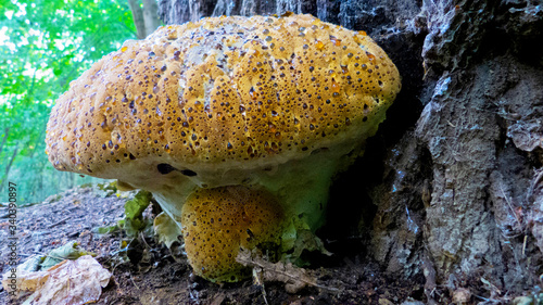 oak bracket, weeping conk, weeping polypore, warted oak polypore, Pseudoinonotus dryadeus