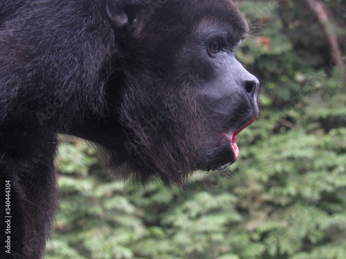 Mono aullador negro - Alouatta palliata. Choco, Colombia