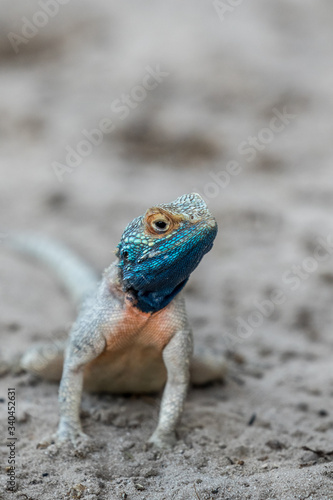 Iridescent blue, orange and gray male agama lizard performing dance to attract a mate in the desert sand of the Kalahari