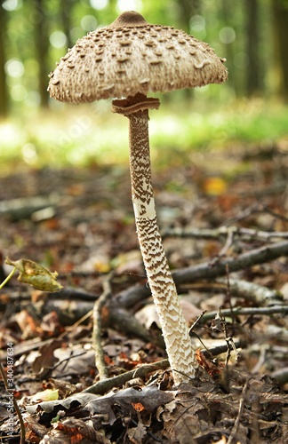parasol mushroom (Macrolepiota procera or Lepiota procera) in forest Austria.