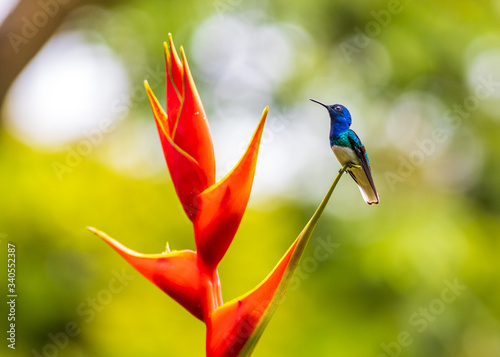 A colorful hummingbird on a tropical flower