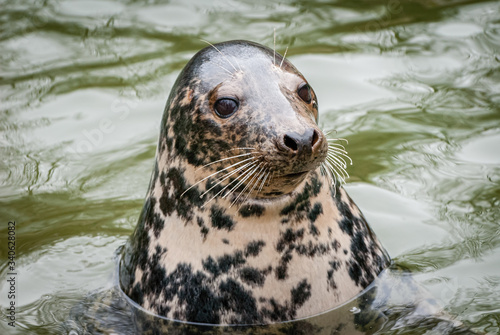 The grey seal (Halichoerus grypus) is found on both shores of the North Atlantic Ocean.