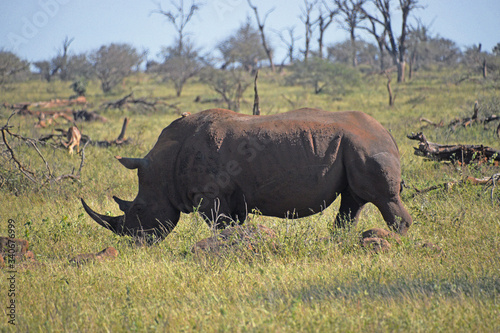 Nosorożec - Republika Południowej Afryki
