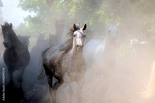 arab czystej krwi, ogier, stadnina ,arab,zwierzak, farma, biała, ogier, cheval, charakter, dzika, źrebak, ssak, koni, glow, braun, klacz, pola, portret, zwierzak, grzywa, biec, arab, pastwisko, 