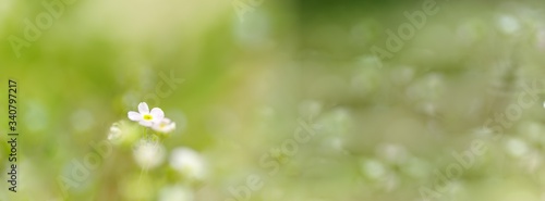 panoramic view of rock jasmine on colorful green bokeh background. white flowers on green background. 