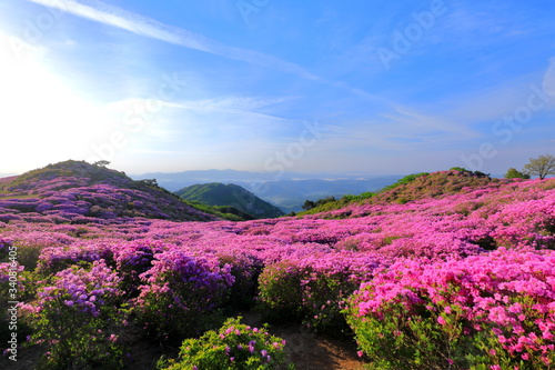 철쭉꽃이 핀 산의 아름다운 풍경