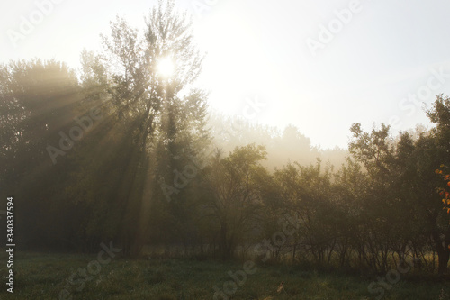 Sunbeams, trees and foggy morning