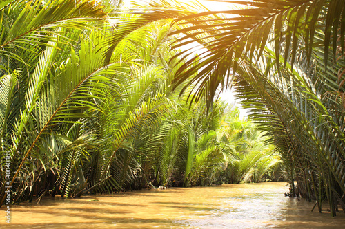 Palm leaves in the delta of Mekong river, Vietnam