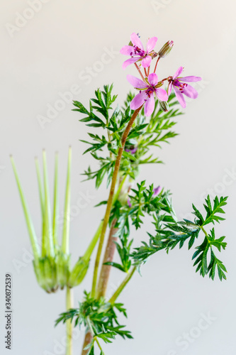 Erodium cicutarium. Planta con flores de pico de cigüeña. Relojes. Agujas.