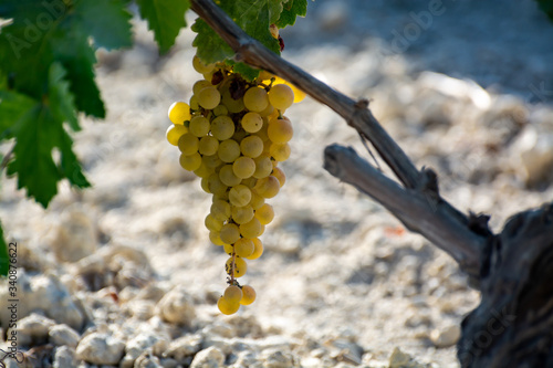 Ripe white grape growing on special soil in Andalusia, Spain, sweet pedro ximenez or muscat, or palomino grape ready to harvest, used for production of jerez, sherry sweet and dry wines