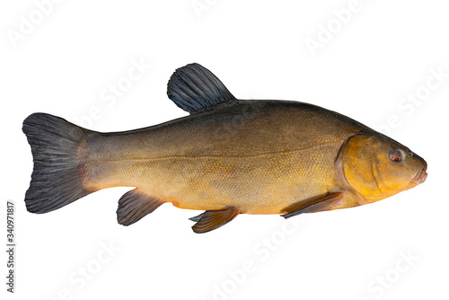 Alive golden tench fish with flowing fins isolated on white background