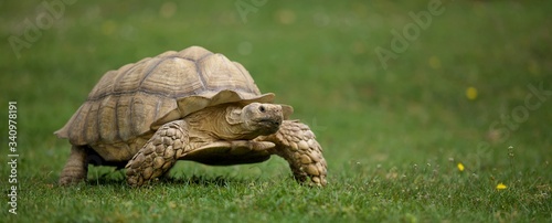 Sulcata tortue africaine - nature pelouse marche