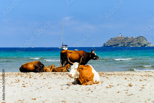 Cap Corse, plage de Barcaggio