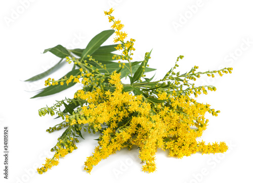 Tall goldenrod