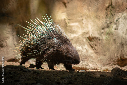 porcupine