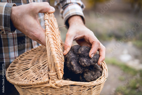 A caucasian man shows some black truffles recently recollected.