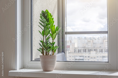 Green Zamioculcas plant on the windowsill of a sunlit room, in the distance the urban background, many residential buildings.