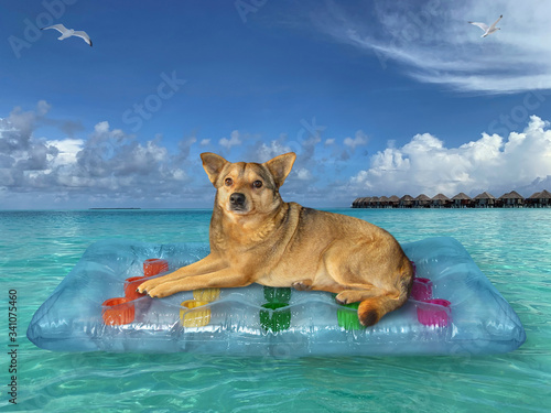 The beige dog is relaxing on a blue air bed in the sea in the Maldives.