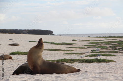 sealion relax in a yoga pose on the beach