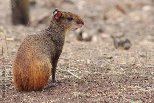 photo of an agouti (Dasyprocta leporina) sitting in the caatinga with negative space in the photo