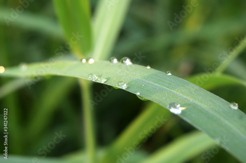 Dew drops on beautiful green leaves