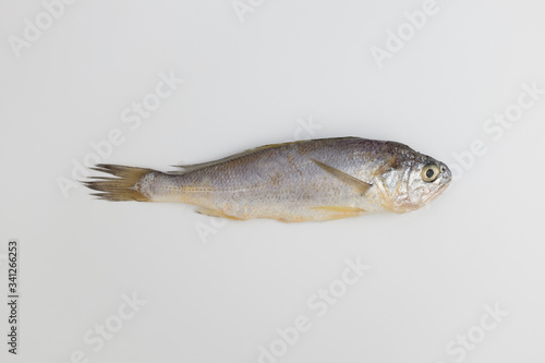 yellow corvina on white background