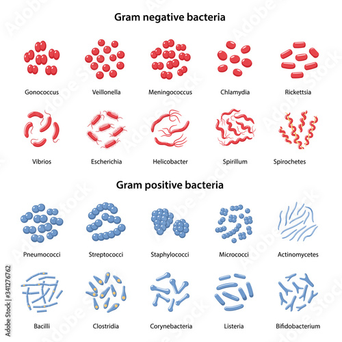 Set of gram-negative and gram-positive bacteria: cocci, bacilli, vibrio, spirillum, spirochetes, escherichia, clostridia, corynebacterium. Vector illustration in flat style over white background