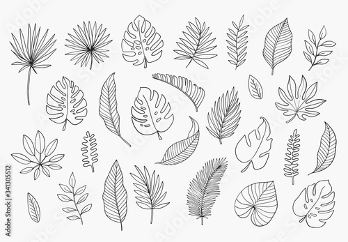 Tropical Leaves in doodle style. Vector hand drawn black line design elements. Exotic summer botanical illustrations. Monstera leaves, palm, banana leaf.