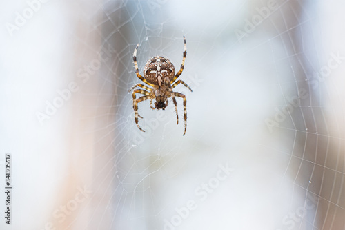 A huge spider hanging on a cobweb in the forest