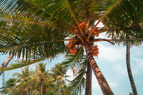 Palmy kokosowe z niebem.