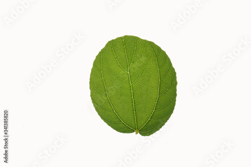 Closeup Sidr Leaf on White Background 