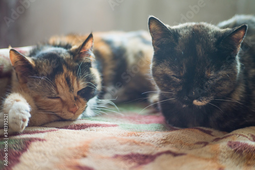 Domestic cats sleep on the bed of the owner a sound sleep in a sunny room