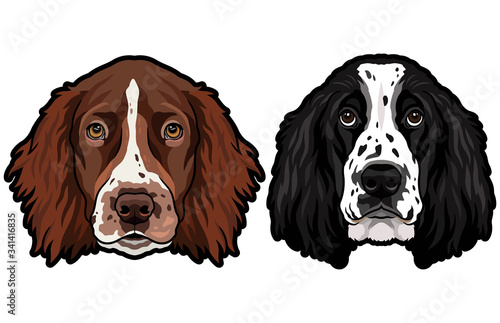 English cocker spaniel breed dog heads colored illustration