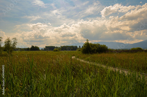 Chemin dans les roseaux