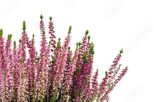 Blooming pink heather bush in pot. Photo