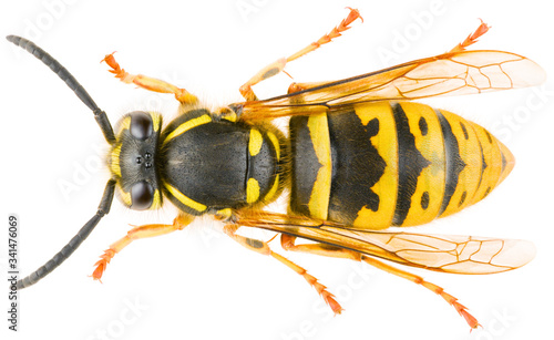 Vespula vulgaris, known as the common wasp or European wasp or common yellow-jacket isolated on white background. Dorsal view of wasp Vespula vulgaris.