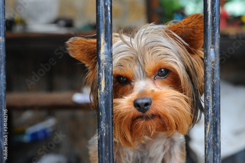 yorkshire terrier in front of a house