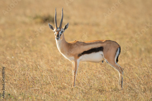 Thomson gazelle stands eyeing camera in grass