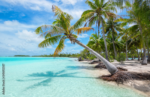 Tropical palm tree and beach paradise of Fakarava Island, French Polynesia.