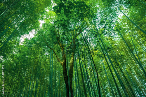 Bamboo leaves, background bamboo grove.