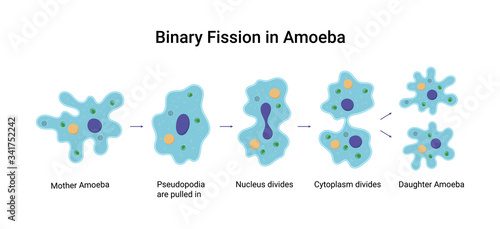 Binary fission in amoeba. Vector educational illustration