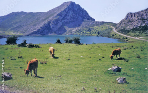 Vacas y lago Enol, Covadonga, Picos de Europa, Asturias.