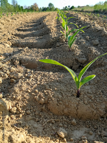Field with sowing of small corn plants