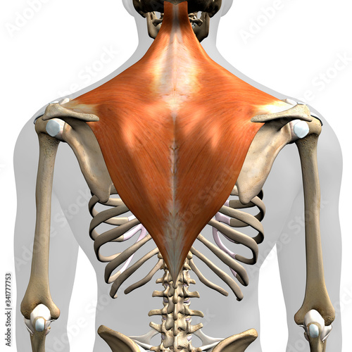 Trapezius Muscle in Isolation Rear View of Upper Back Human Anatomy