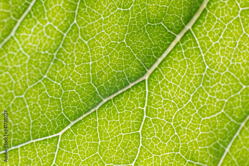 Leaf vein pattern macro