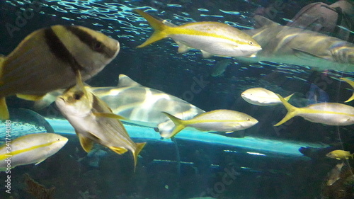 ryby egzotyka akwarium woda ławica 