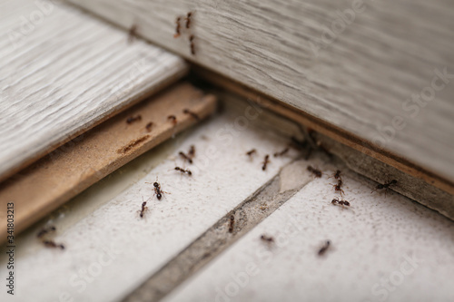 Many black ants on floor at home. Pest control