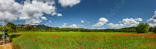 Landschaft mit Mohnblumenfeld in Aragon