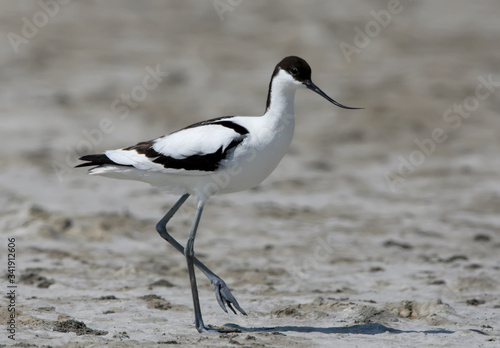 The pied avocet (Recurvirostra avosetta) stands on the sand and looks at camera. Close up photo