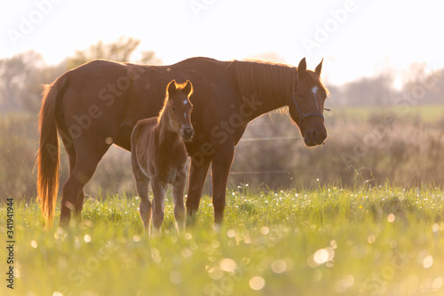 Un jument et son poulain en contre jour dans un champ par un temps ensoleillé